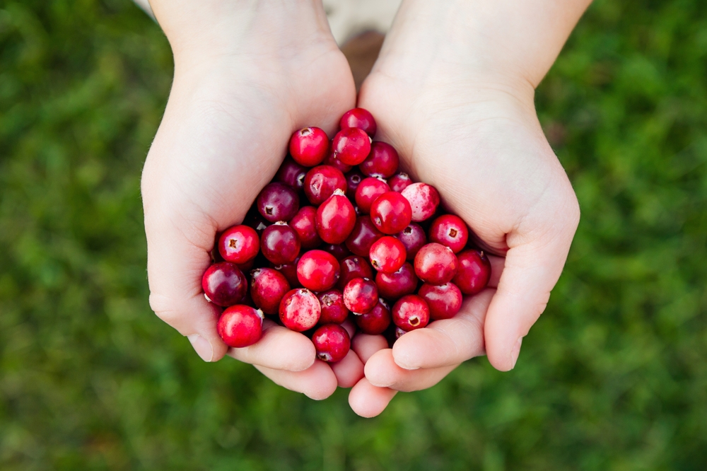 Get ready for the Cape Cod Cranberry Harvest festival in Harwich, MA. Person holding two handfuls of cranberries.