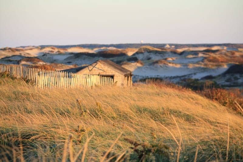 The dunes of cape cod with lots of green and gold sea grass in the foreground. the dunes are topped with grasses. A shack is in the center with a wooden fence around it.