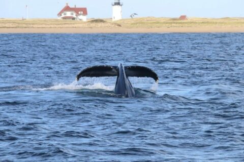 the tail of a whale diving in the ocean with a light house and white and red roofed building beside it