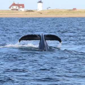 Things to do in Provincetown