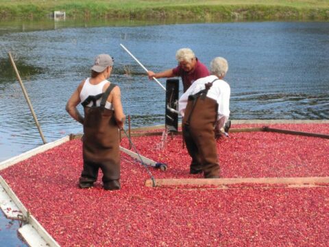 Cranberry harvest on Cape Cod