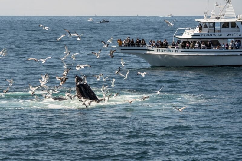 One of the many whale watching tours on Cape Cod
